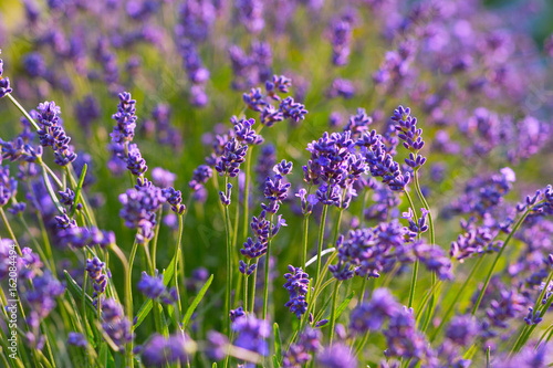 Fototapeta Naklejka Na Ścianę i Meble -  Blühender Lavendel