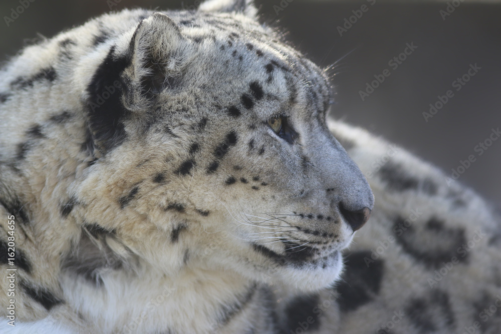 Obraz premium Snow Leopard Profile