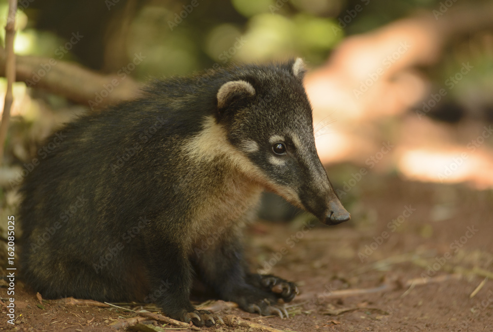 Nasua. Coati in Iguazu National Park, Misiones, Argentina. Nasua. Coati in Iguazu National Park, Misiones, Argentina.