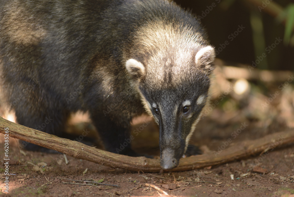 Nasua. Coati in Iguazu National Park, Misiones, Argentina. Nasua. Coati in Iguazu National Park, Misiones, Argentina.