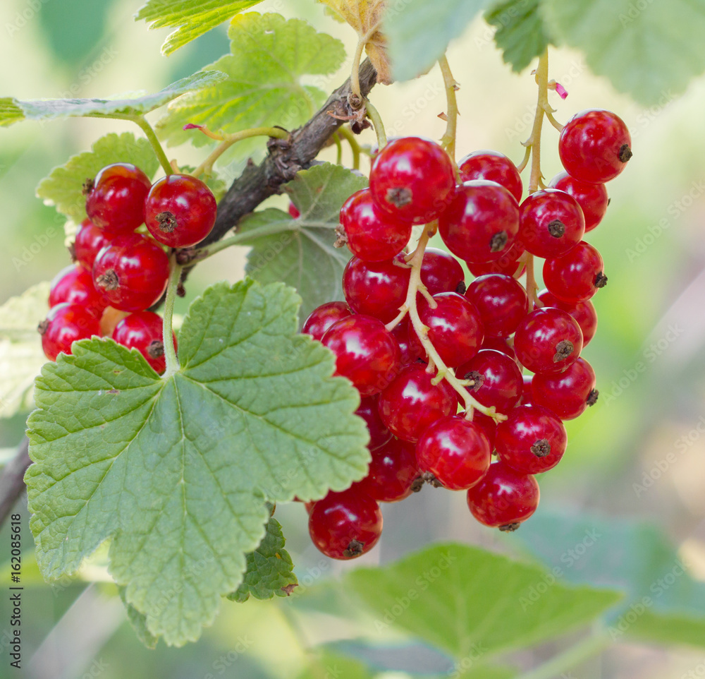 ripe red currant in garden
