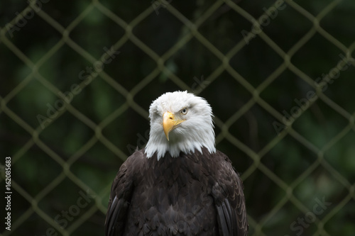 One eye Bald Eagle