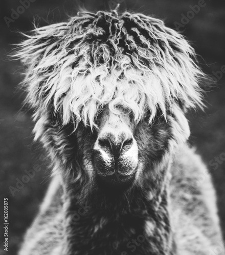 A portrait of a hairy alpaca in black and white