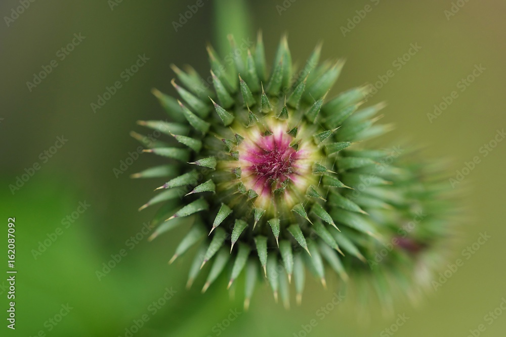 The plant burdock in the summer garden The plant burdock in the summer garden