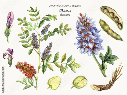 Botanical watercolor illustration of a medicinal plant liquorice. Glycyrrhiza glabra L.