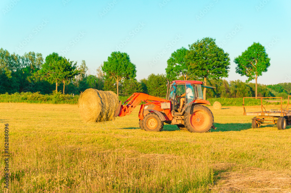 Obraz premium The tractor collects hay on the field