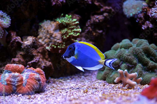 Φωτογραφία Powder blue tang