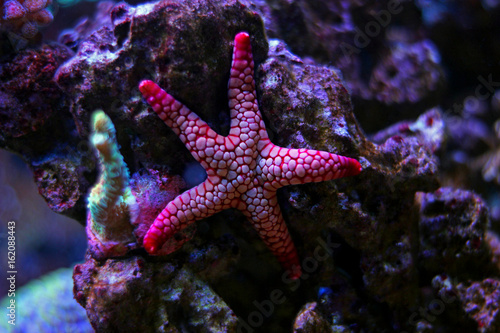 Fromia elegance star fish
