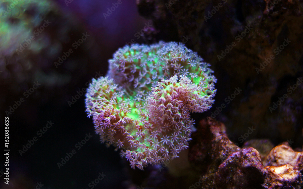 Obraz premium Leather soft coral