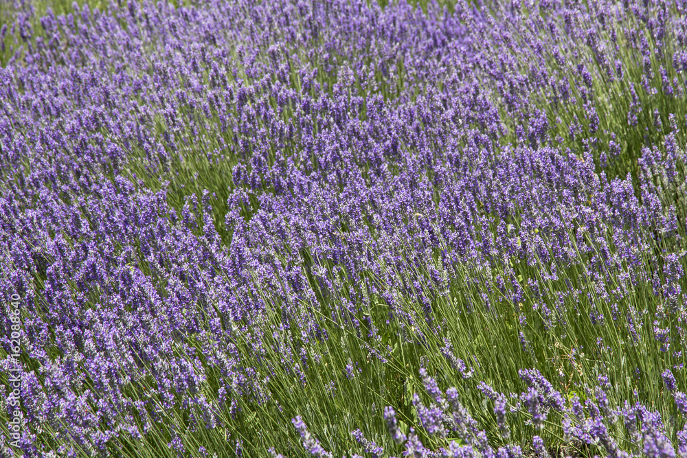 Naklejka premium Lavender meadow.