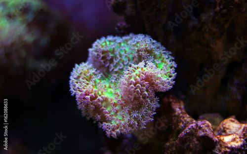 Leather soft coral