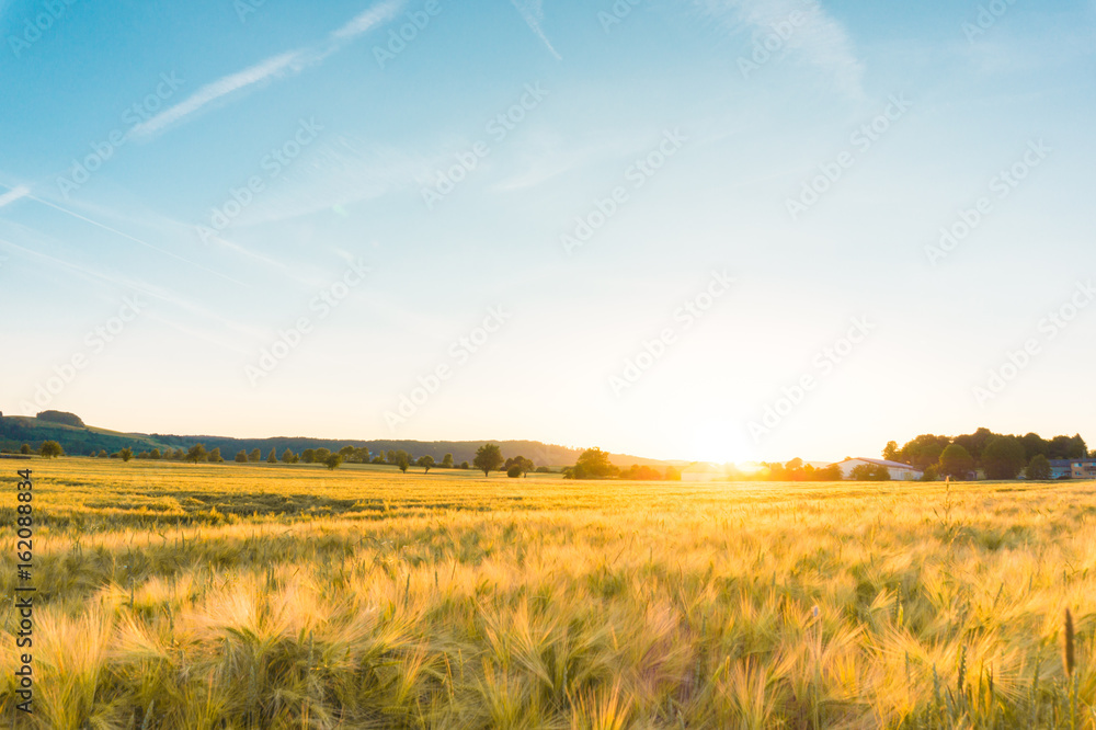 Golden rye field