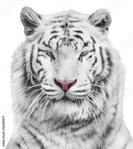 Magnificent white tiger portrait