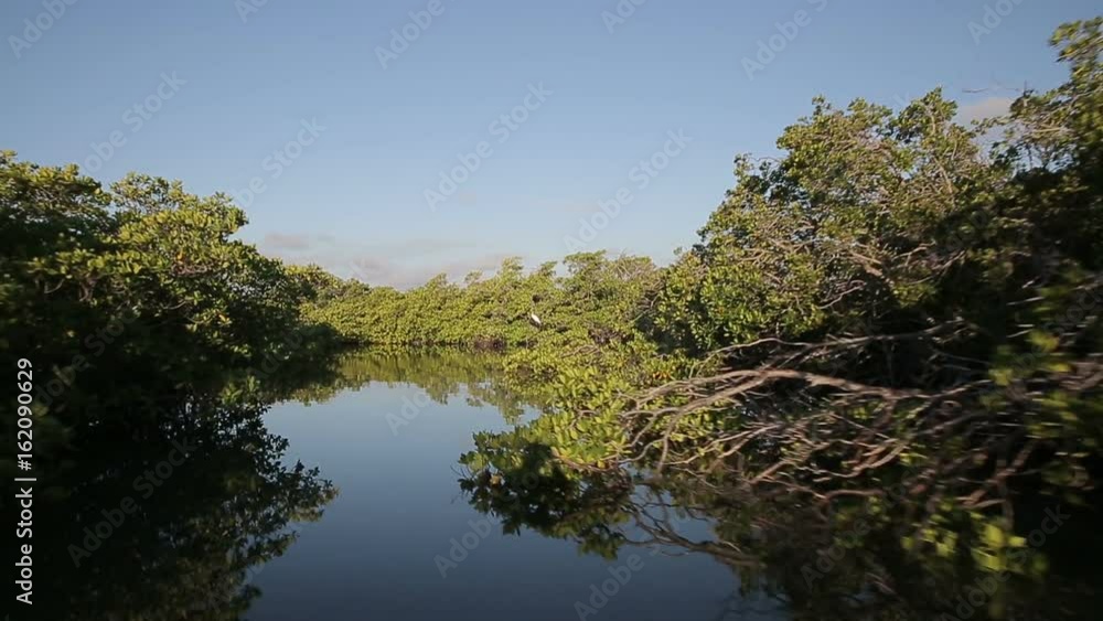 White egret flys into the mangroves, Jardies de la reina White egret flys into the mangroves, Jardies de la reina