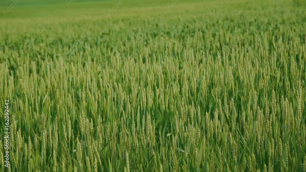 Green wheat background 4K Green wheat background 4K