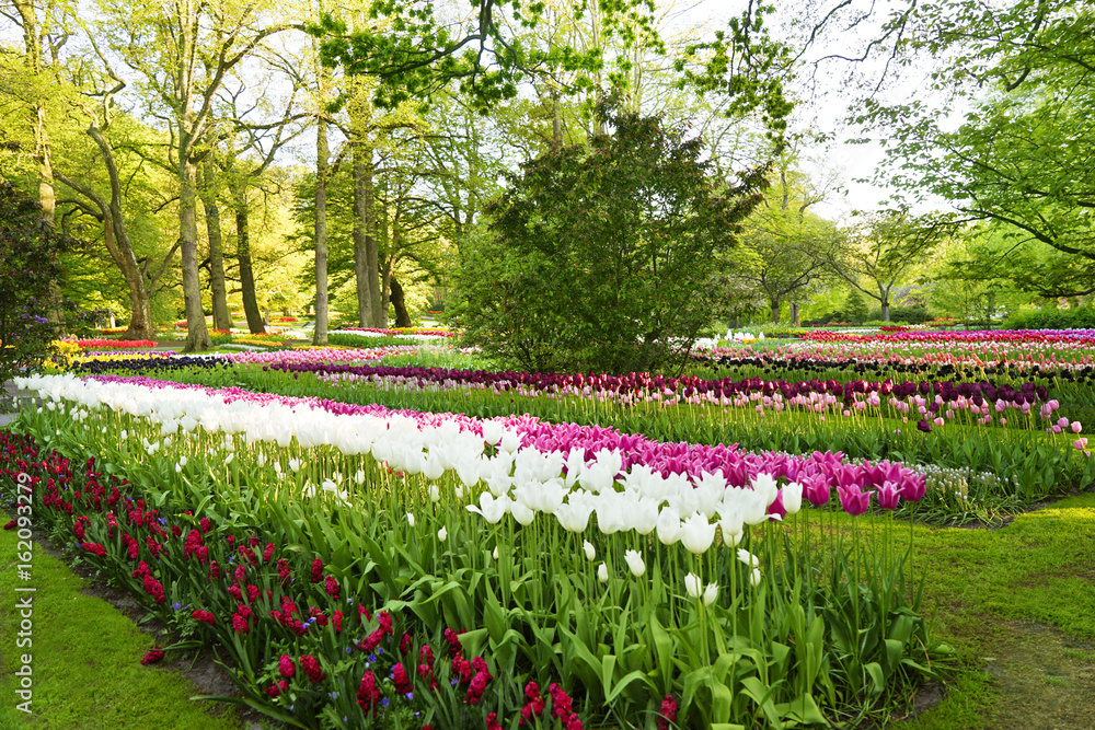 Beautiful blooming tulips in park