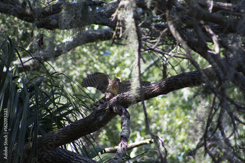 bird in tree having lunch © M.S. Kelly