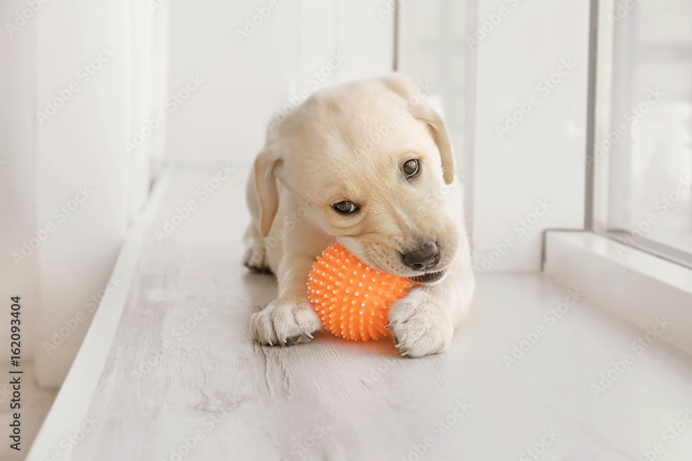 Fototapeta Cute labrador retriever puppy playing with rubber ball while lying on window sill at home