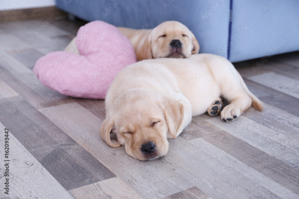 Cute labrador retriever puppies sleeping on floor at home Cute labrador retriever puppies sleeping on floor at home