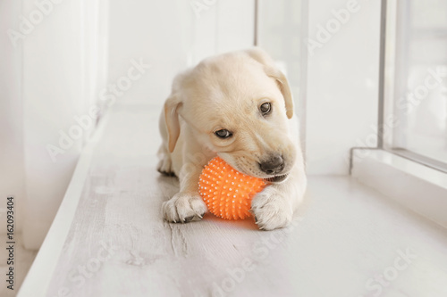Cute labrador retriever puppy playing with rubber ball while lying on window sill at home