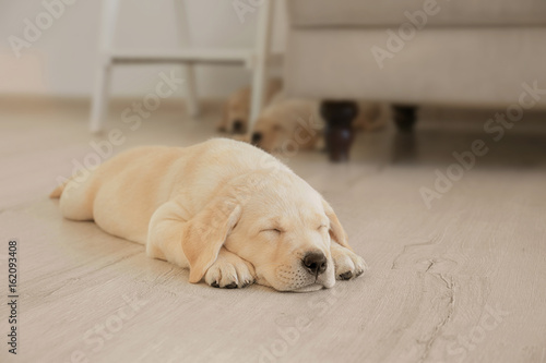 Fototapeta Naklejka Na Ścianę i Meble -  Cute labrador retriever puppy sleeping on floor at home