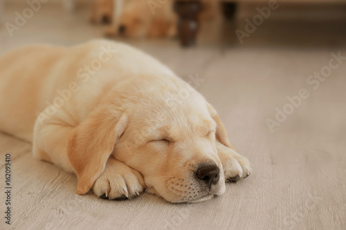 Cute labrador retriever puppy sleeping on floor at home