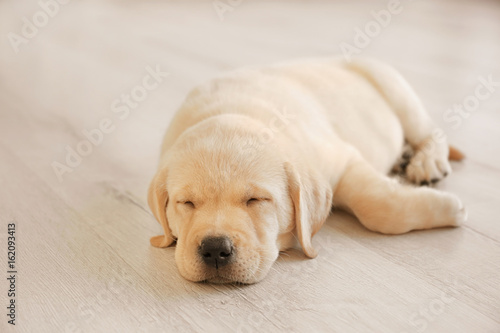 Cute labrador retriever puppy sleeping on floor at home