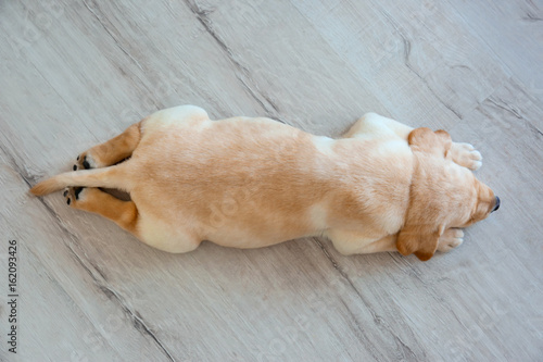 Fototapeta Naklejka Na Ścianę i Meble -  Cute labrador retriever puppy sleeping on floor at home