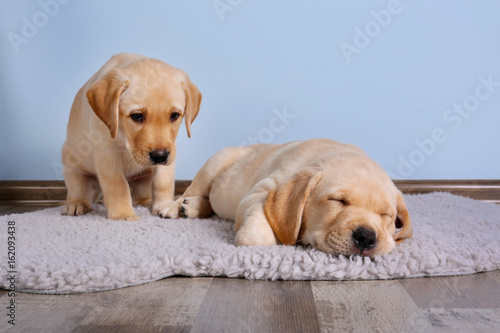 Cute labrador retriever puppies on rug at home