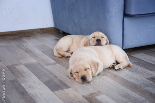 Cute labrador retriever puppies sleeping on floor at home