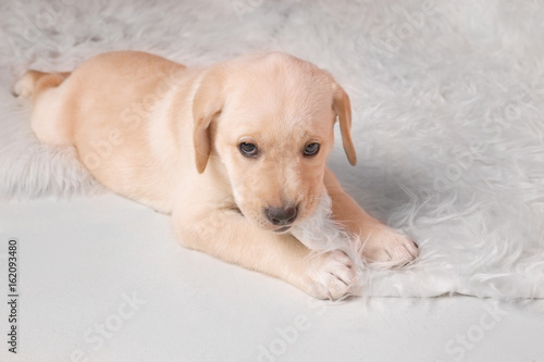 Cute labrador retriever puppy playing with fluffy plaid at home © Africa Studio