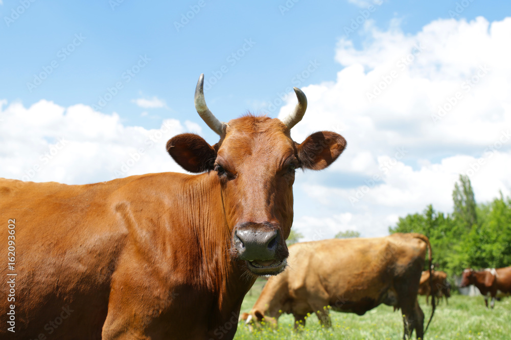 Cute cow grazing on green lawn