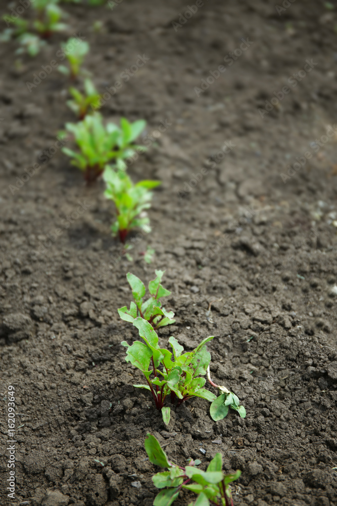 Young beet plants growing in vegetable garden Young beet plants growing in vegetable garden