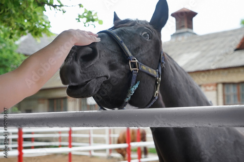 Fototapeta Naklejka Na Ścianę i Meble -  Female hand stroking horse. Concept of volunteering at animal shelter
