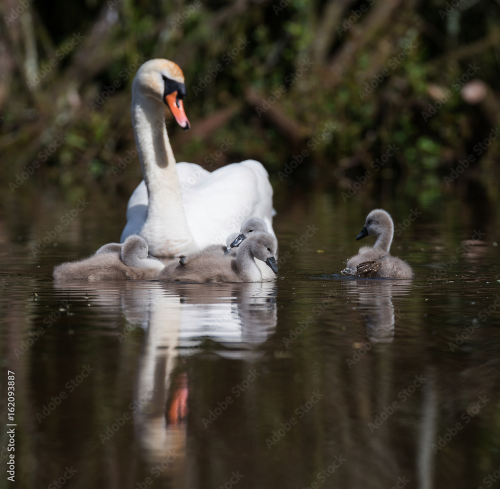Fototapeta premium Mute Swan, Swans - nestling, nestlings
