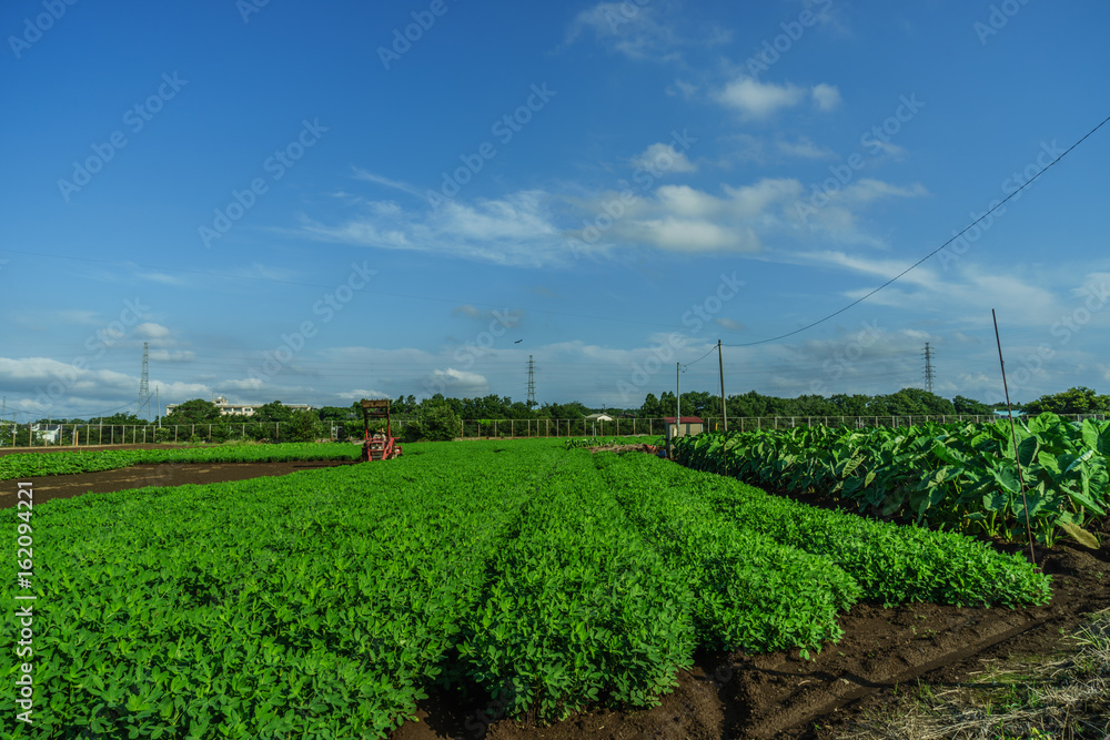 夏の四街道市のピーナッツ畑の風景