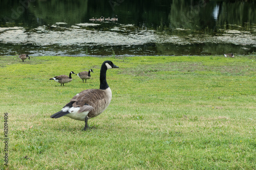 Canadian Geese