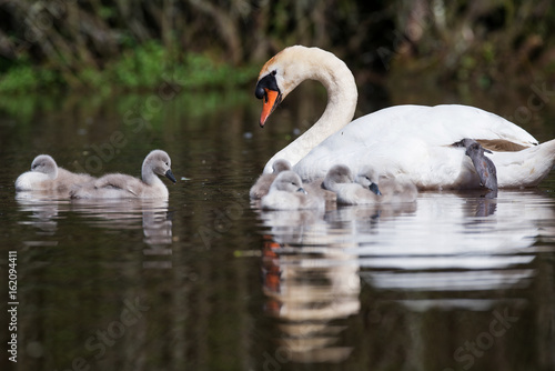 Mute Swan  Swans - nestling  nestlings