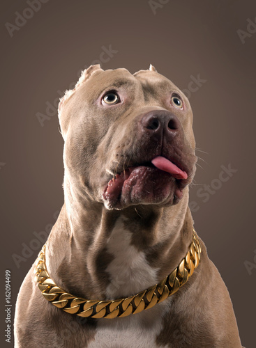 The amusement of the amusing American pit bull terrier, abbreviated pitbull. The dog looks up and stuck out his tongue © Irina K.