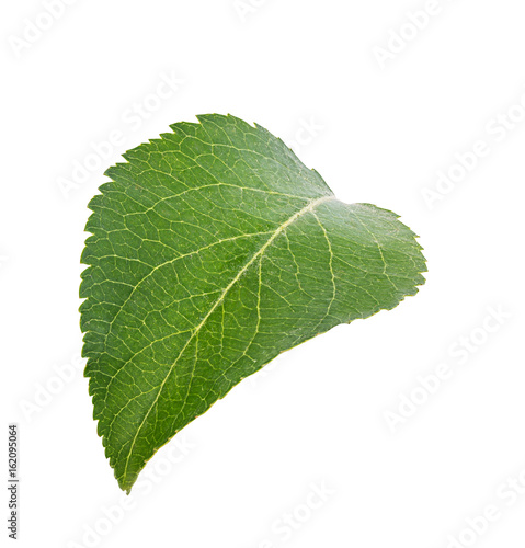 Apple tree leaf isolated on a white
