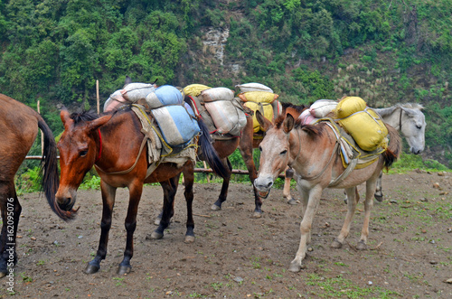 Horses with hard burden. Nepal