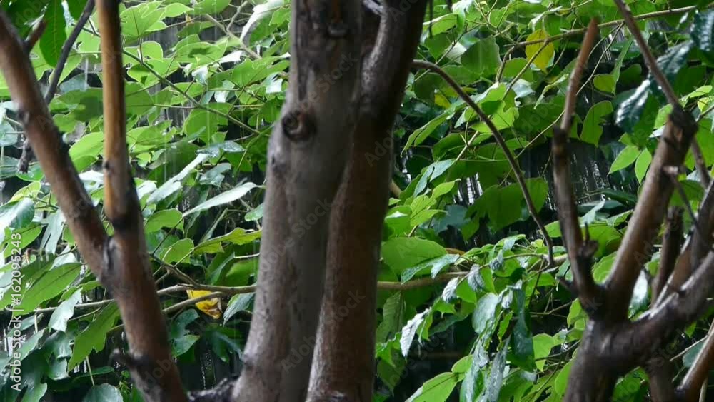 Tree in rain,lush foliage leaves. Tree in rain,lush foliage leaves.