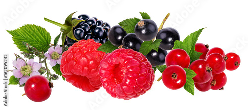  Berries collection. Raspberry  currant  blackberry  isolated