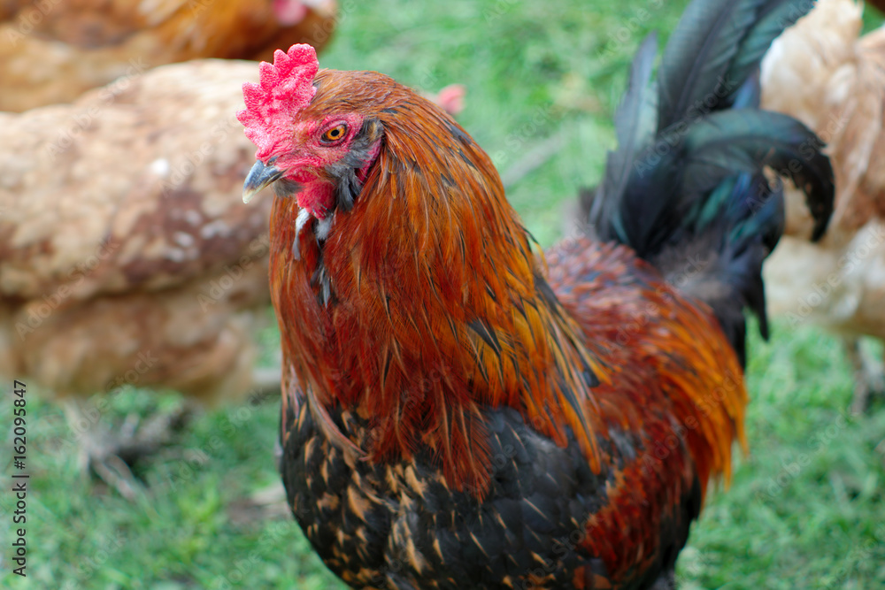 rooster at the farm colorful bird chicken male agriculture farming rooster at the farm colorful bird chicken male agriculture farming