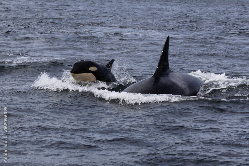 Fototapeta premium Free, as we should be. 