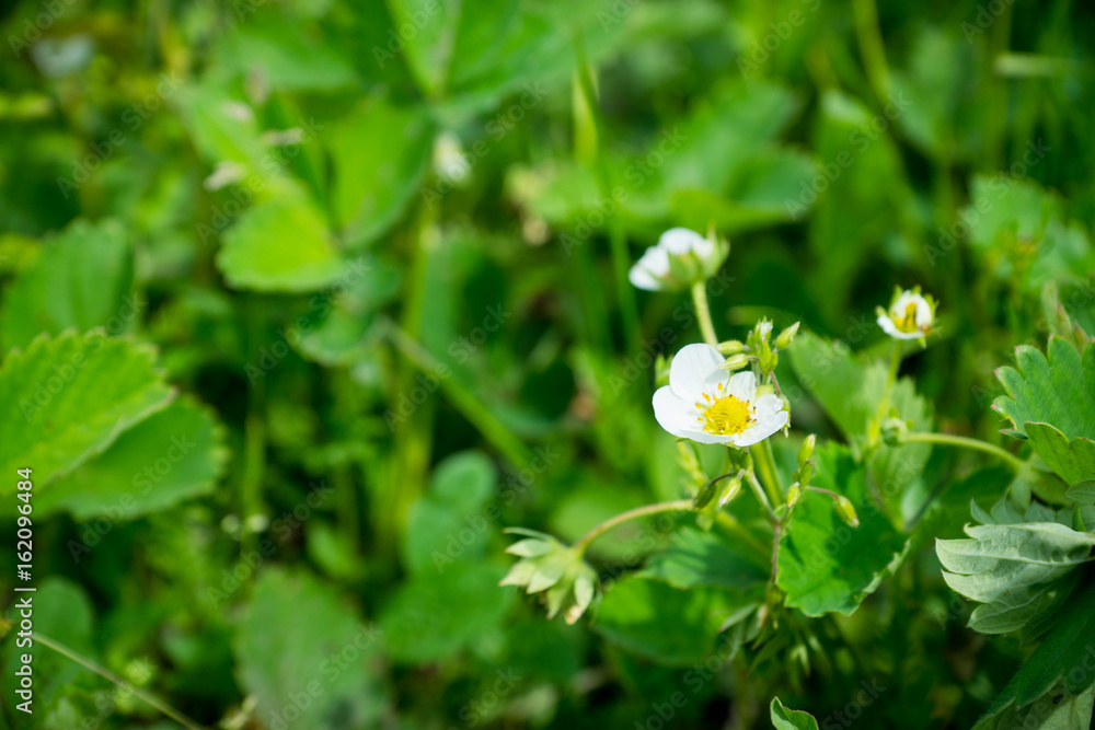 Strawberry plant in the garden. Selective focus. Strawberry plant in the garden. Selective focus.