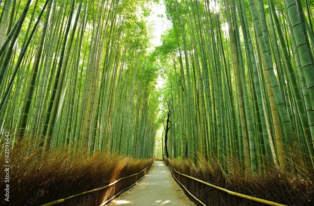 Obraz premium Bambusowy las./ Orzeźwiający wyraz światła słonecznego przechodzącego rano przez bambusowy las.