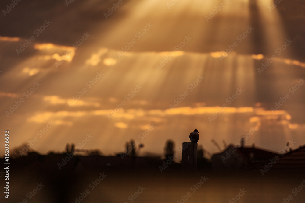 Pigeon staying on a wood with beautiful rays of lights and clouds in background at sunrise.