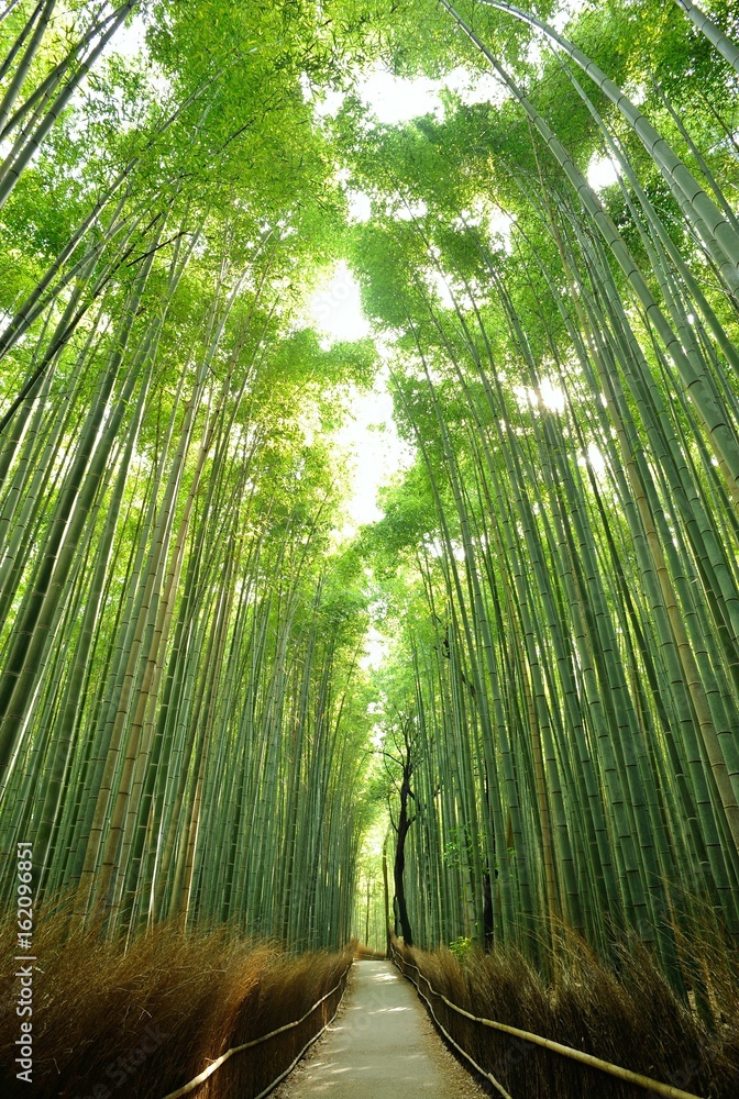 Obraz premium Bambus rośnie na niebie / Bambusowy las, w którym rozlewa się poranne słońce.