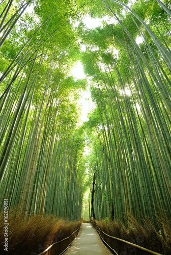 空に伸びる竹/朝陽が零れる竹林です.